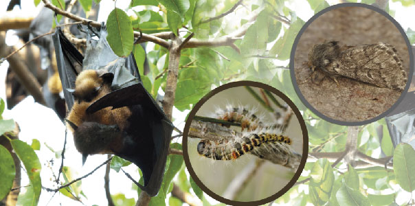 murcielagos cazando